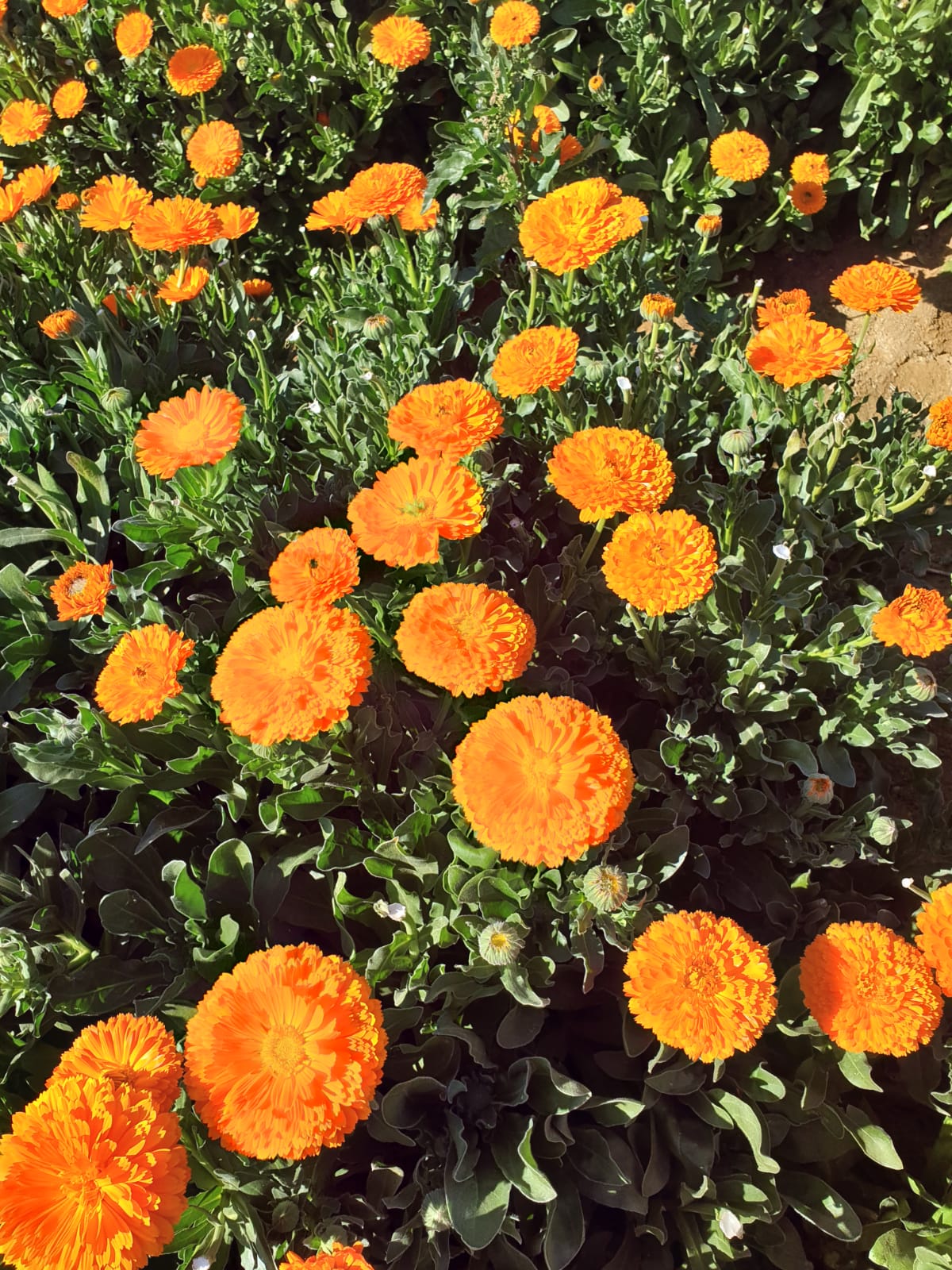 showing our real work